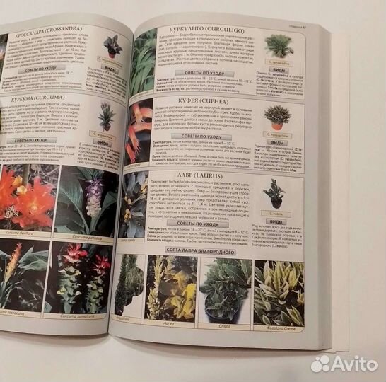 Книга Новая Ян Ван Неер Всё о комнатных растениях