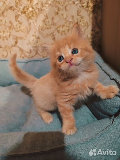 Котята мейн-кун