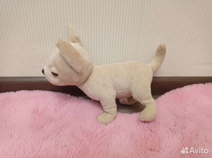 Чихуа Хуа chi chi love