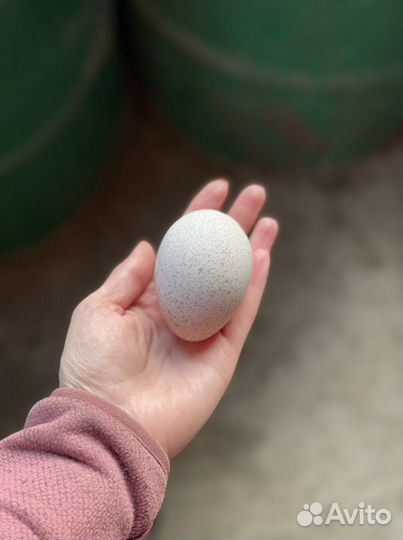 Инкубационное яйцо индейки