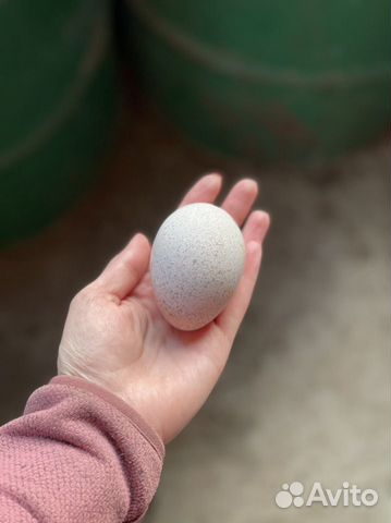 Инкубационное яйцо индейки