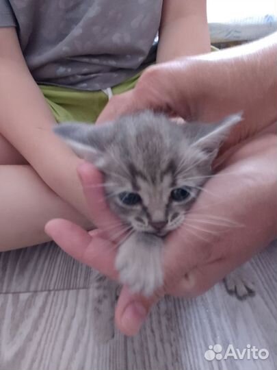 Котенок