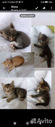 Котята в добрые руки