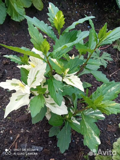 Японская астра Hakikomi Fu