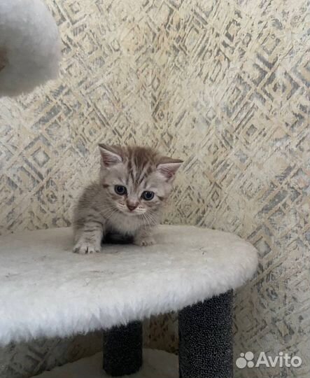 Британские котята