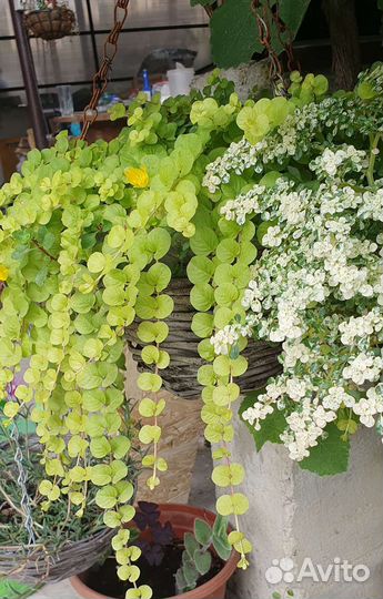 Вербейник монетчатый