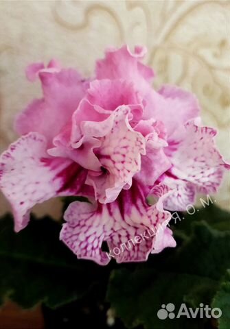 Стрептокарпус