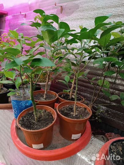 Укорененные лимоны