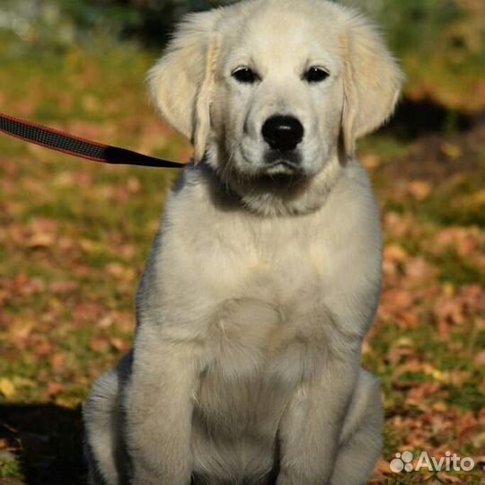 Передержка с дрессировкой