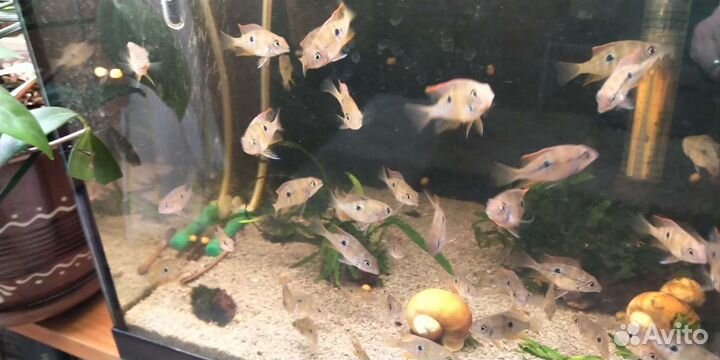 Цихлазома элиотта