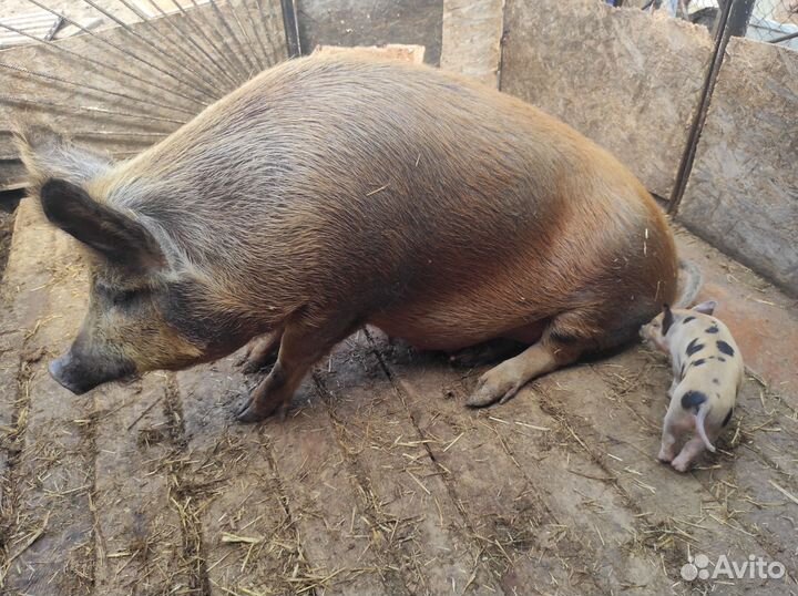 Ягнята баранчики, козлята нубийцы, поросята