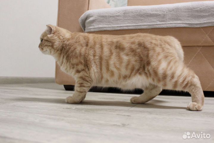 Вязка шотланский кот
