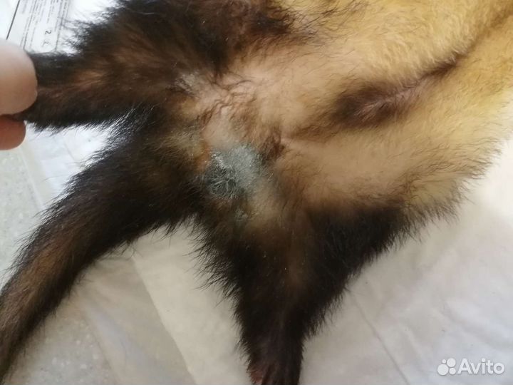 Льготная кастрация и стерилизация