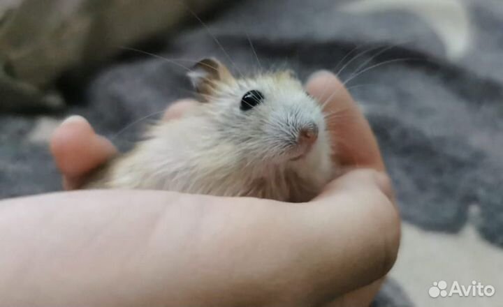 Отдам хомяка