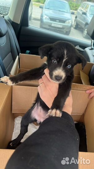 Щеночек девочка, 1.5 мес