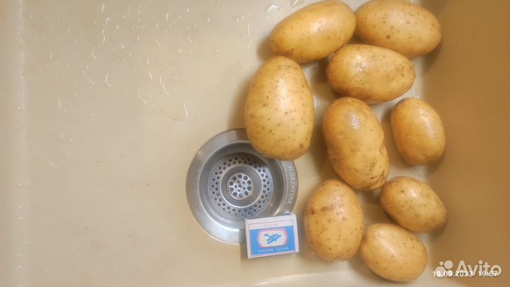 Картофель отборный сорт 