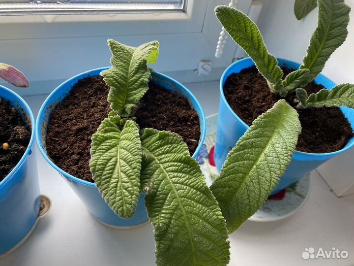 Стрептокарпус