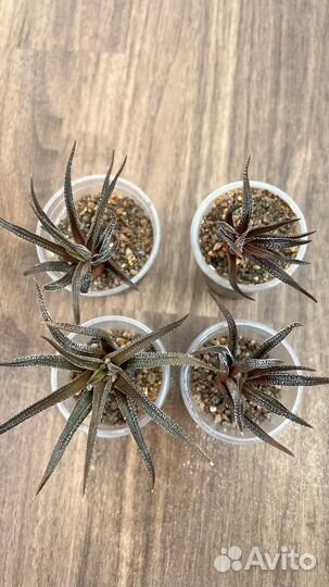 Суккулент Хавротия полосатая