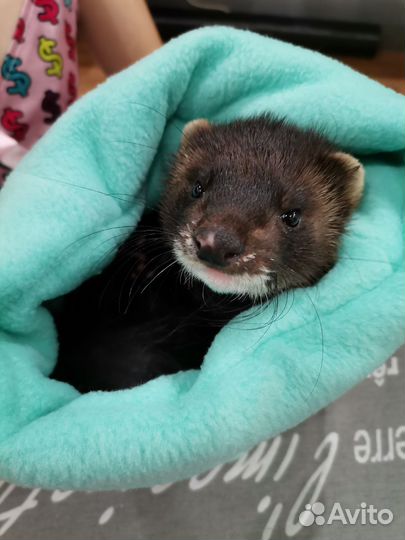 Передержка хорьков