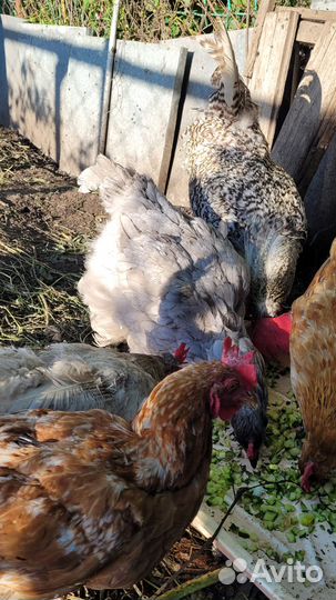 Петухи и куры