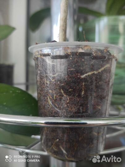 Замиокулькас, Аспидистра, Хойя, Строманта, Джемени