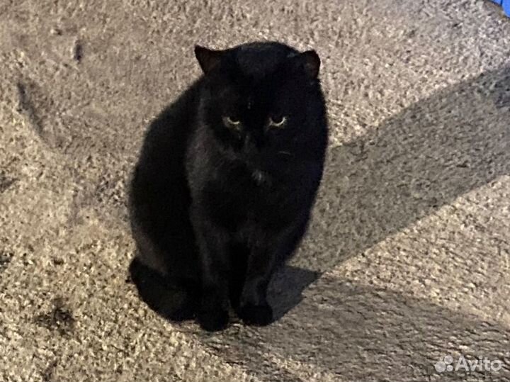 Пристраивается котик