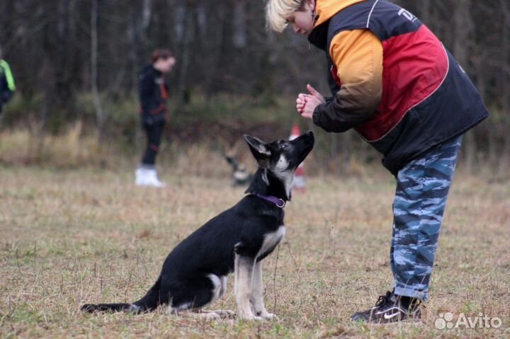 Услуги кинолога