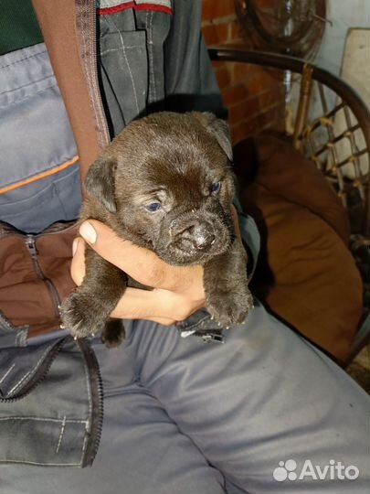 Собаки щенки шарпей