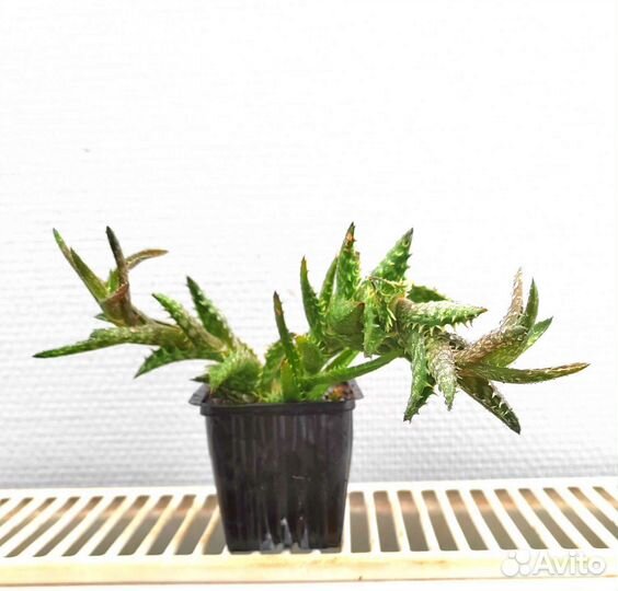 Алоэ Скуапосса оттопыренное