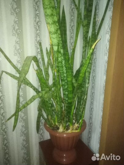 Щучий хвост