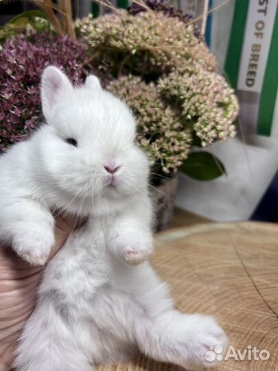 Чистопородные гермелины и минилопы