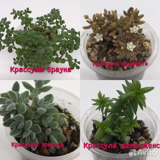 Суккуленты крассулы