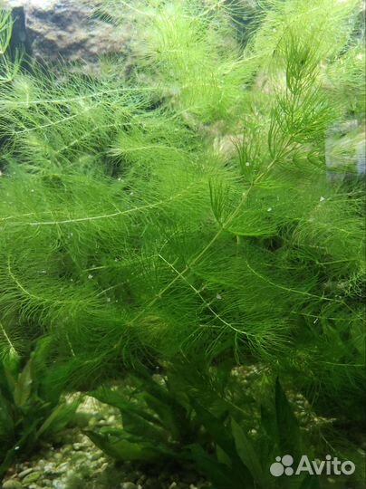 Отдам бесплатно роголистник