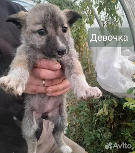 Красивые щеночки в добрые руки