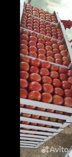 Рассада томатов