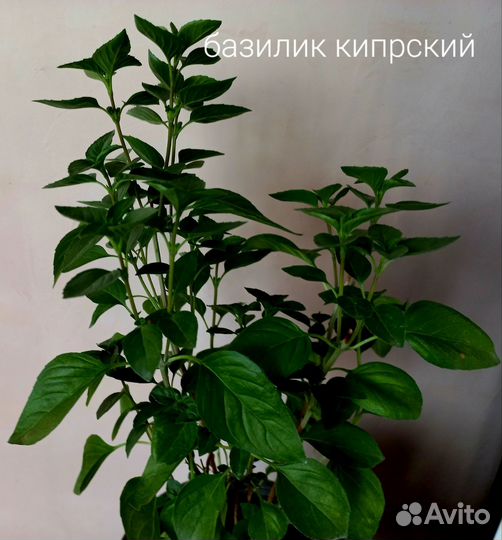 Пряные травы