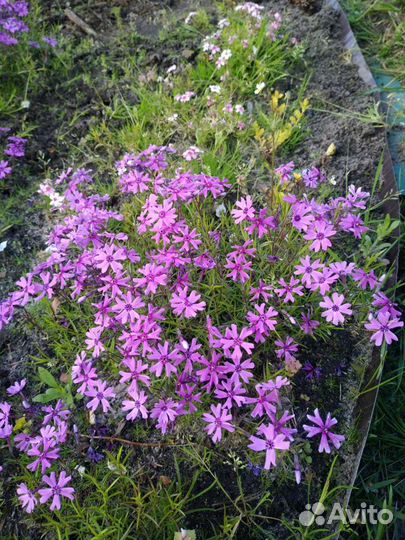 Флокс шиловидный