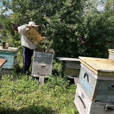 Мед пчелиный 2026 года