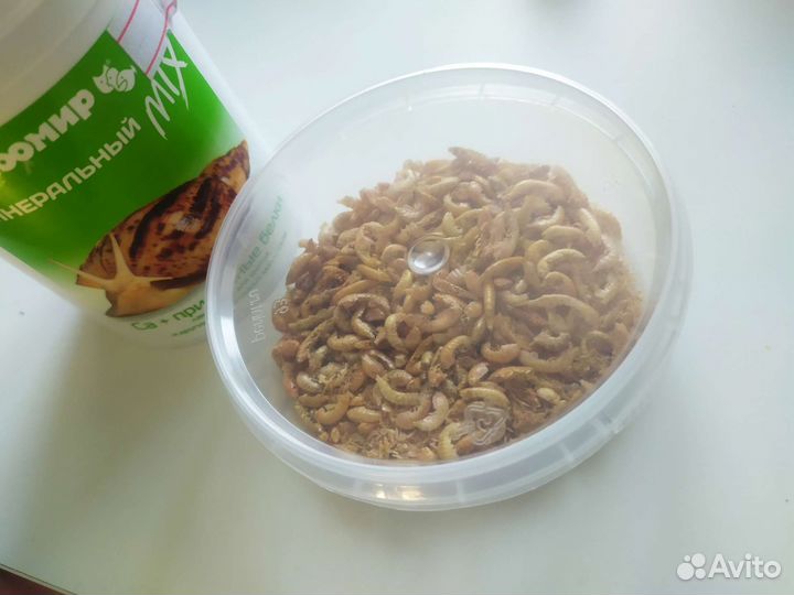 Кальций для улиток