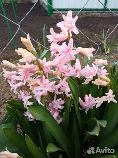 Гиацинт, нарцисс