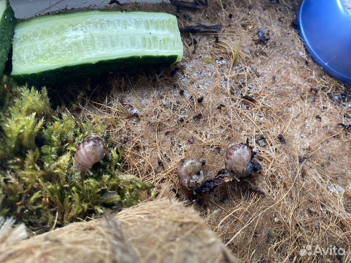 Улитки ахатины