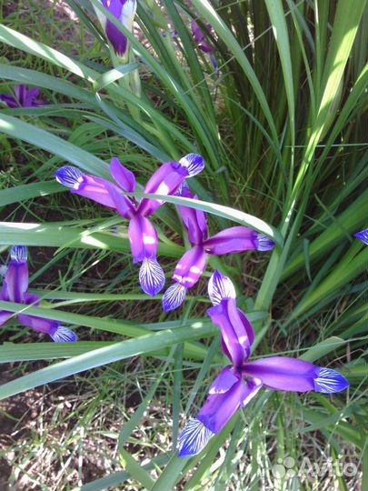 Бадан,карликовый ирис