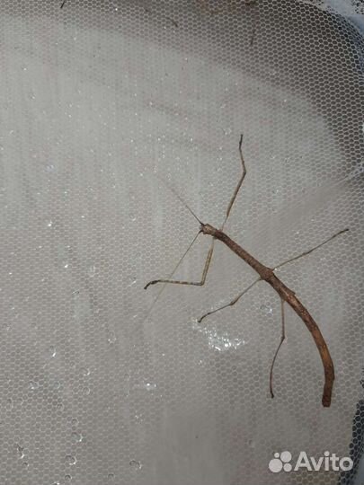 Палочник минифицированный