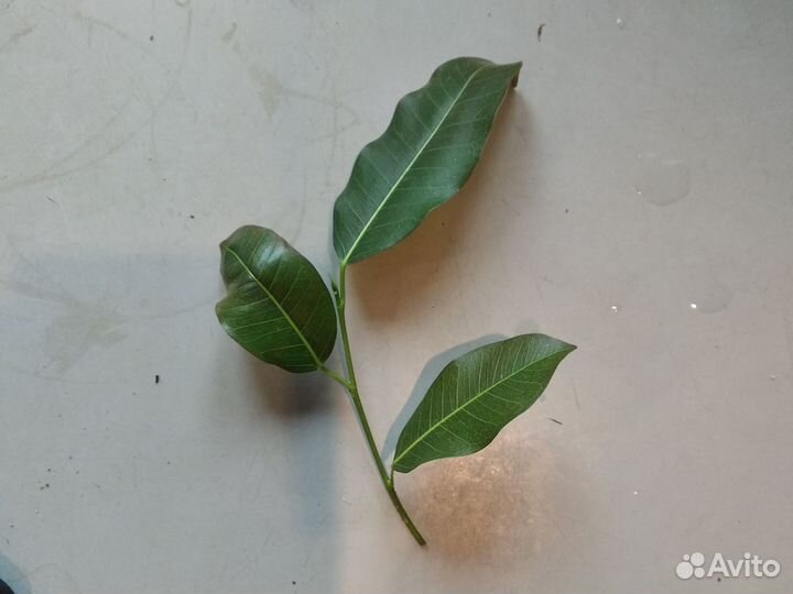 Фикусы. Суперба компакта