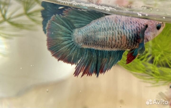 Рыбка петушок самка