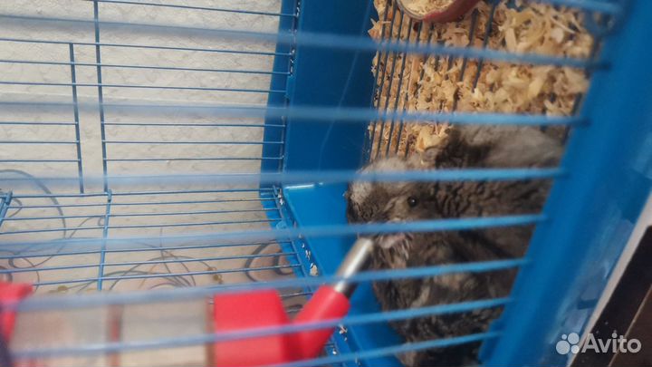 Домашние животные грызуны