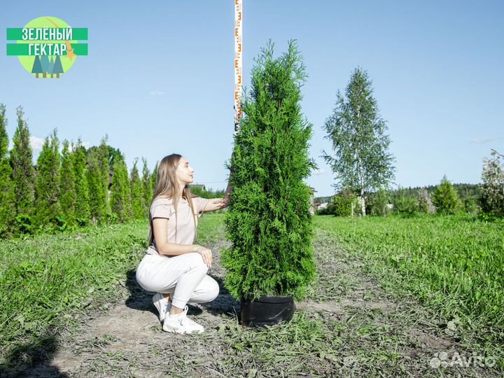 Туя колумна 1,4 м свежая копка 2023