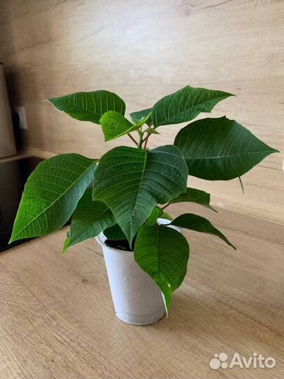 Пуансеттия