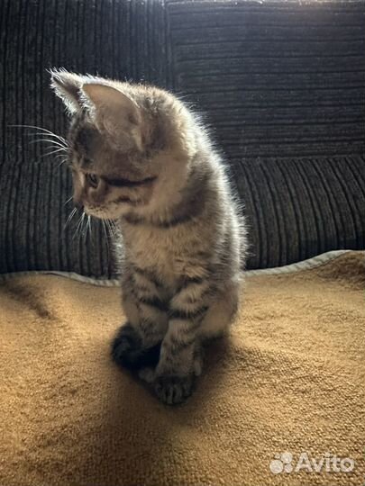 Отдам котенка в добрые руки