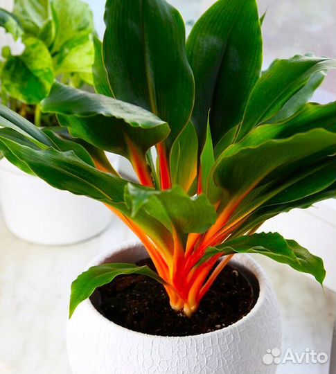 Хлорофитум оранж